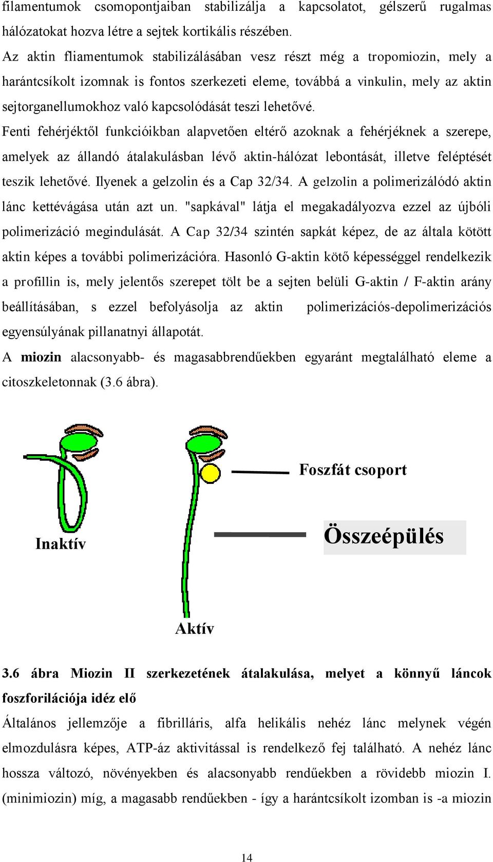 teszi lehetővé. Fenti fehérjéktől funkcióikban alapvetően eltérő azoknak a fehérjéknek a szerepe, amelyek az állandó átalakulásban lévő aktin-hálózat lebontását, illetve feléptését teszik lehetővé.