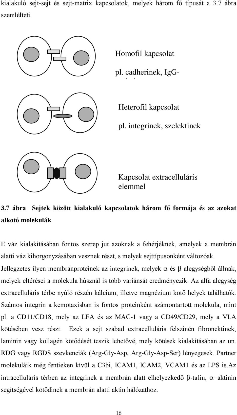 7 ábra Sejtek között kialakuló kapcsolatok három fő formája és az azokat alkotó molekulák E váz kialakításában fontos szerep jut azoknak a fehérjéknek, amelyek a membrán alatti váz kihorgonyzásában