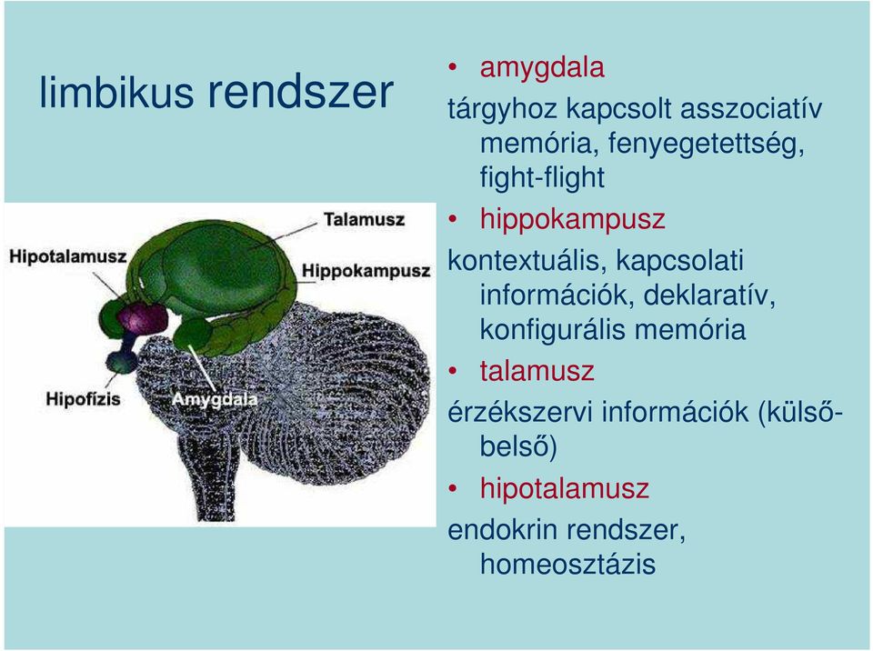 információk, deklaratív, konfigurális memória talamusz érzékszervi