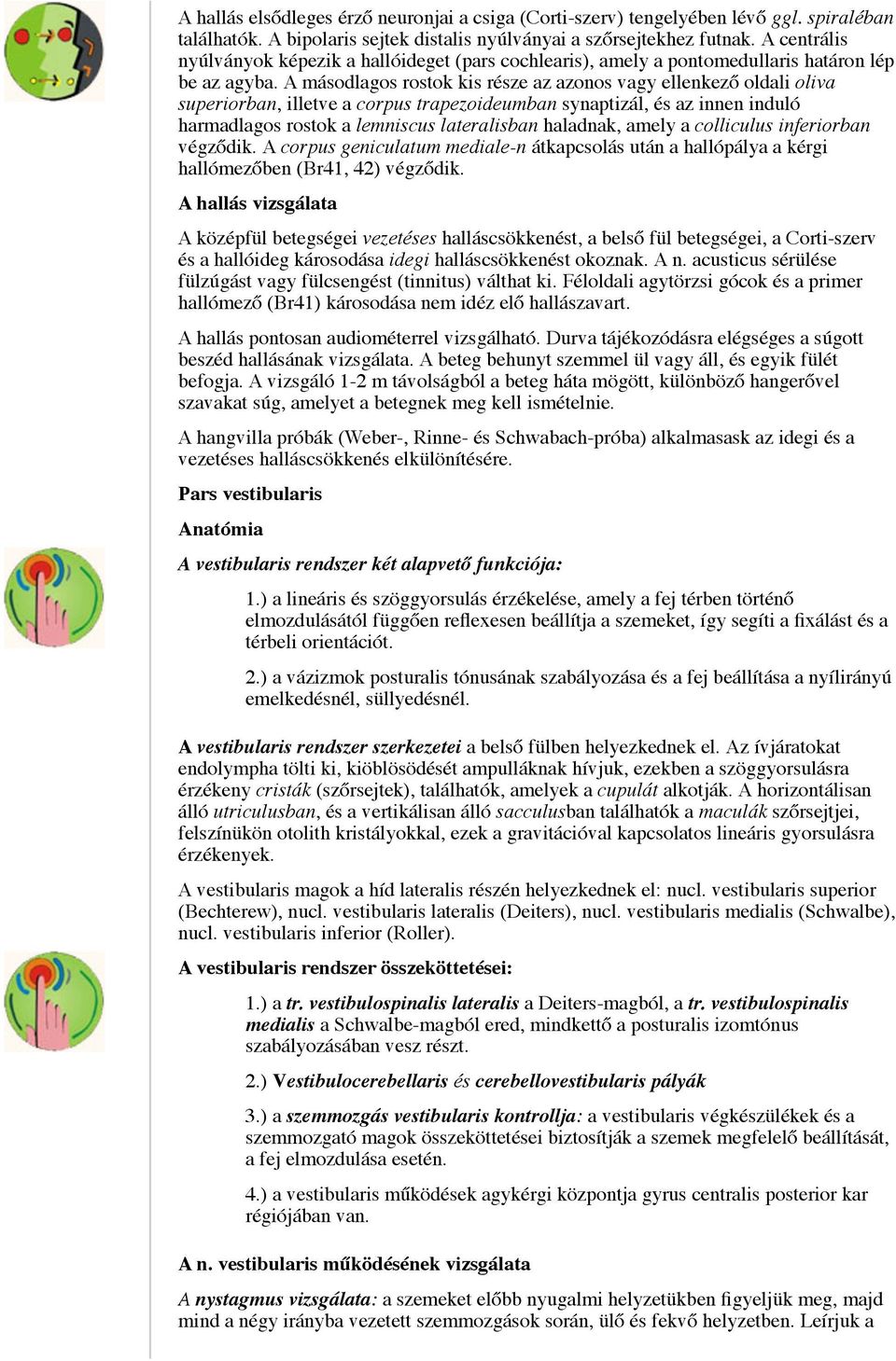 A másodlagos rostok kis része az azonos vagy ellenkező oldali oliva superiorban, illetve a corpus trapezoideumban synaptizál, és az innen induló harmadlagos rostok a lemniscus lateralisban haladnak,