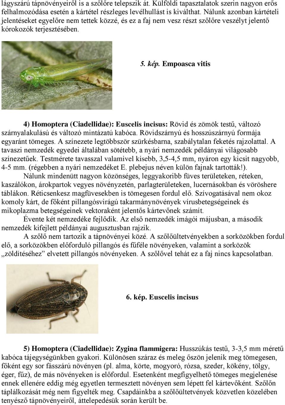 Empoasca vitis 4) Homoptera (Ciadellidae): Euscelis incisus: Rövid és zömök testű, változó szárnyalakulású és változó mintázatú kabóca. Rövidszárnyú és hosszúszárnyú formája egyaránt tömeges.