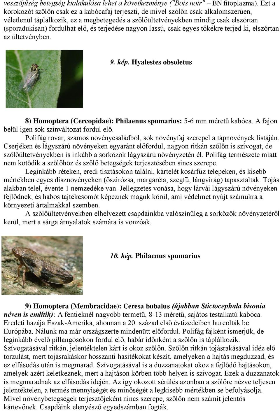 fordulhat elő, és terjedése nagyon lassú, csak egyes tőkékre terjed ki, elszórtan az ültetvényben. 9. kép. Hyalestes obsoletus 8) Homoptera (Cercopidae): Philaenus spumarius: 5-6 mm méretű kabóca.