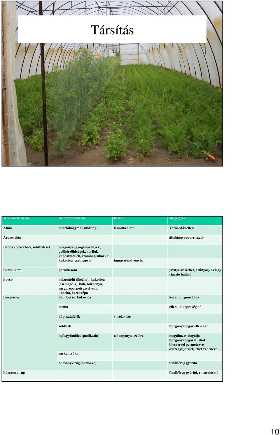 mézontófű (facélia), kukorica (csemege is), bab, burgonya, sárgarépa, petrezselyem, uborka, kerekrépa Burgonya bab, borsó, kukorica korai burgonyához torma ellenállóképesség nő káposztafélék sorok