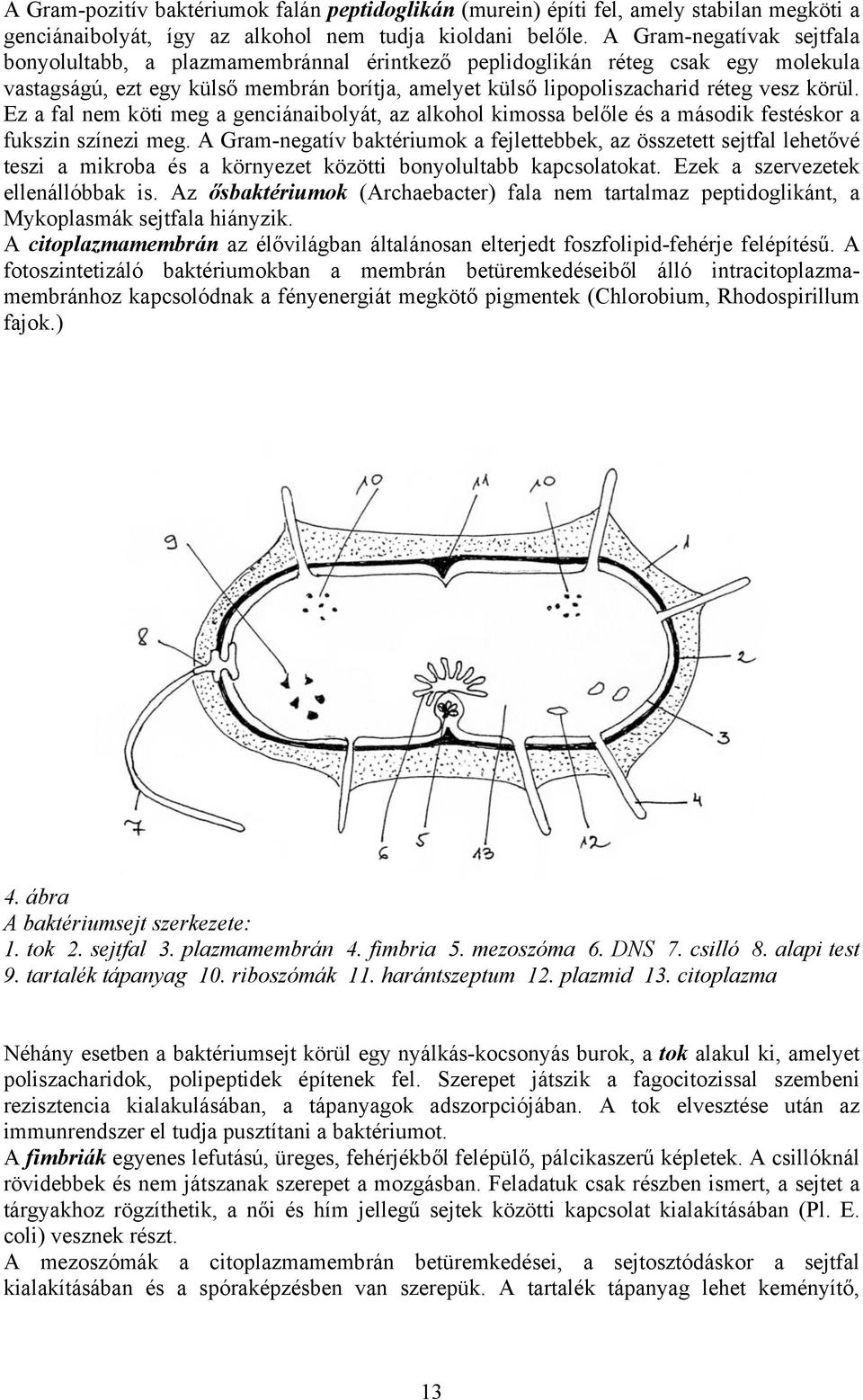 Ez a fal nem köti meg a genciánaibolyát, az alkohol kimossa belőle és a második festéskor a fukszin színezi meg.