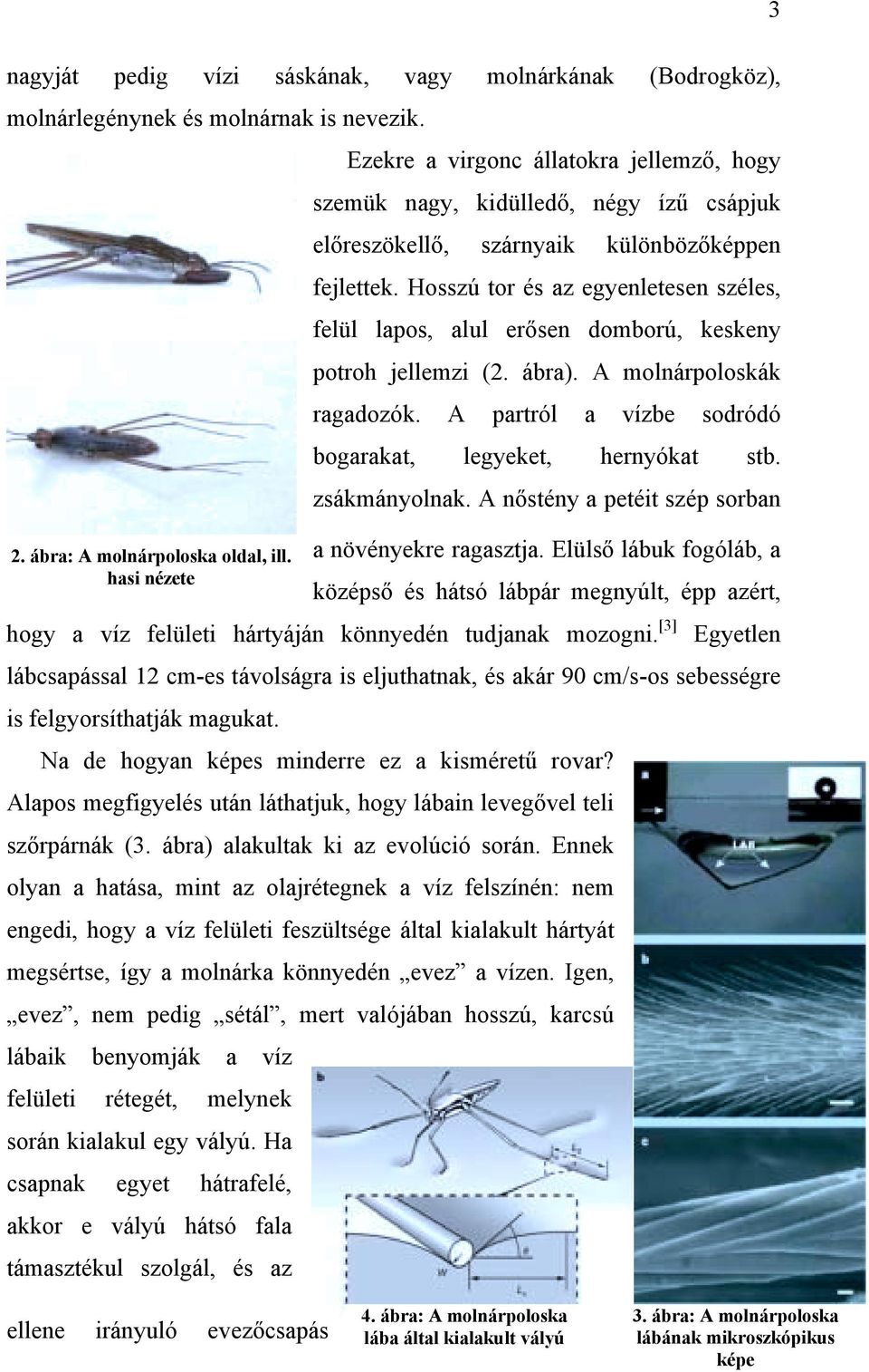 Hosszú tor és az egyenletesen széles, felül lapos, alul erősen domború, keskeny potroh jellemzi (2. ábra). A molnárpoloskák ragadozók. A partról a vízbe sodródó bogarakat, legyeket, hernyókat stb.