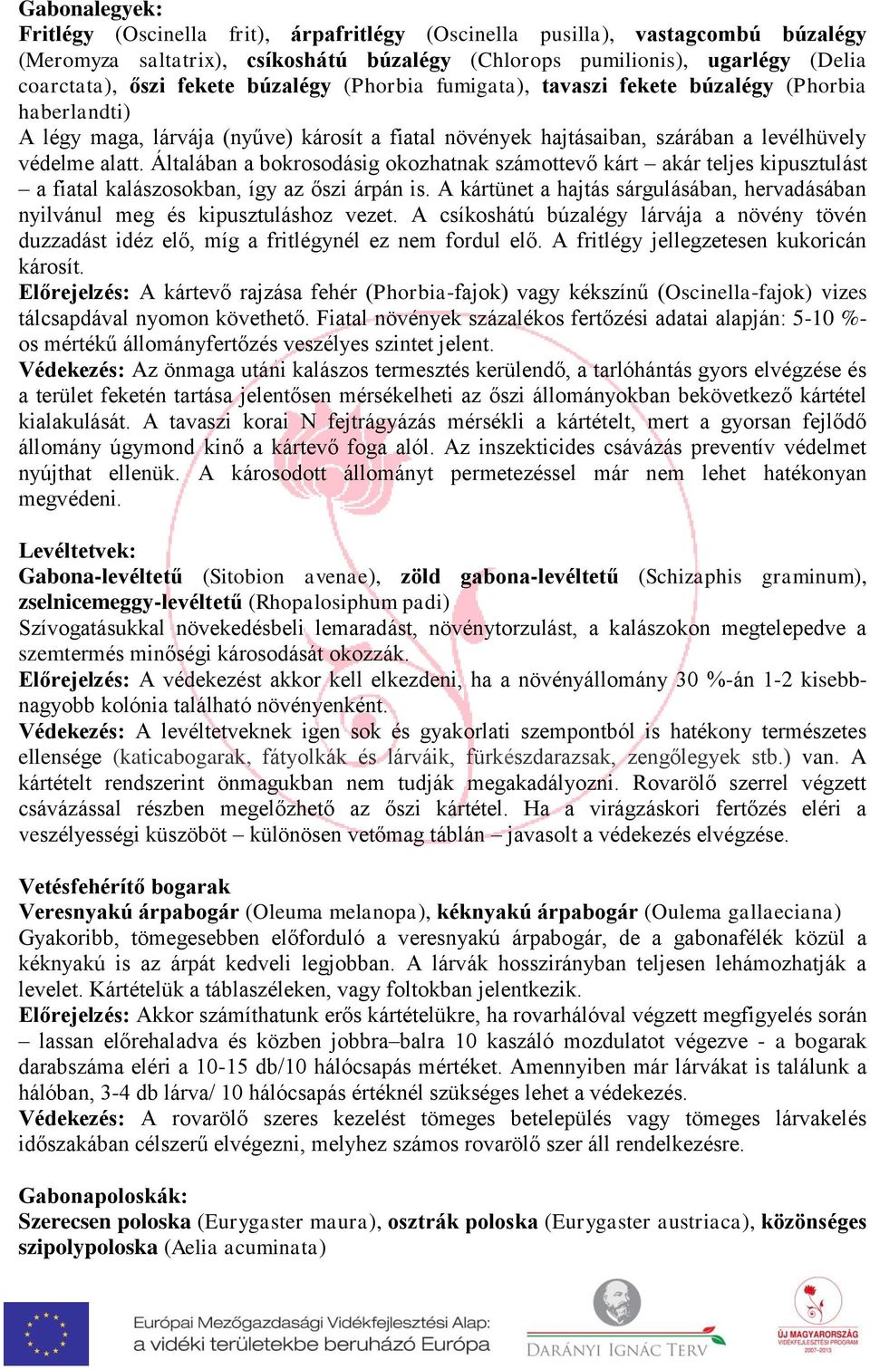 bokrosodásig okozhatnak számottevő kárt akár teljes kipusztulást a fiatal kalászosokban, így az őszi árpán is A kártünet a hajtás sárgulásában, hervadásában nyilvánul meg és kipusztuláshoz vezet A