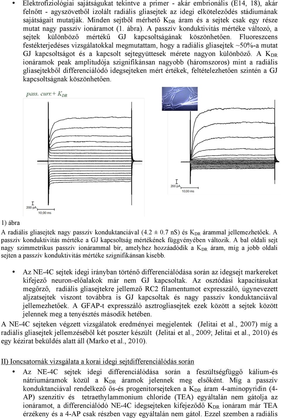 Fluoreszcens festékterjedéses vizsgálatokkal megmutattam, hogy a radiális gliasejtek ~50%-a mutat GJ kapcsoltságot és a kapcsolt sejtegyüttesek mérete nagyon különböző.