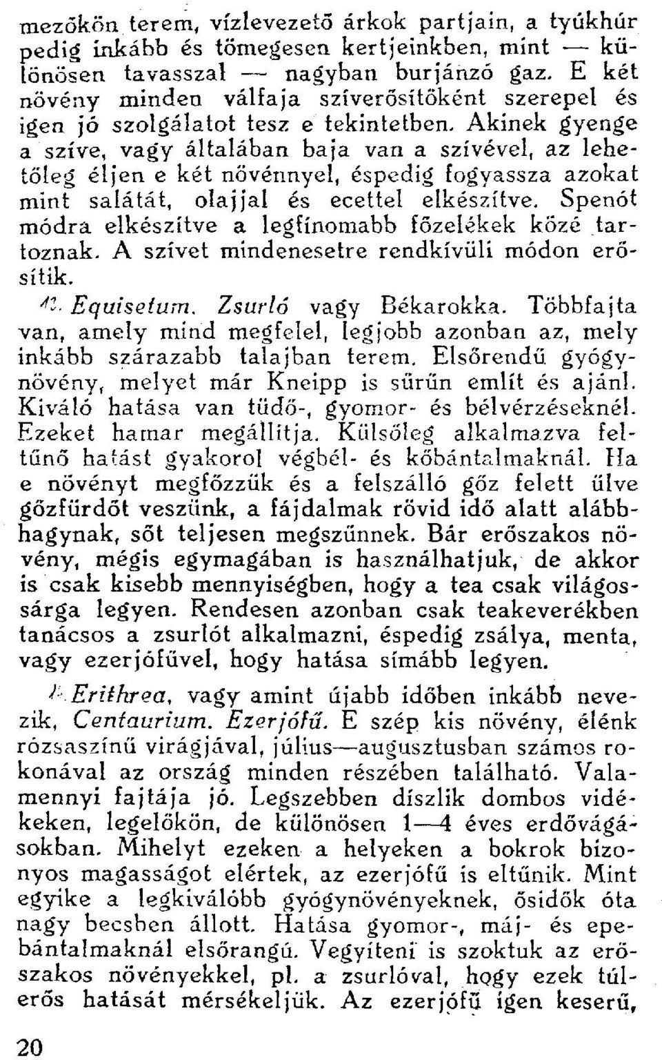 Akinek gyenge a szíve, vagy általában baja van a szívével, az lehetőleg éljen e két növénnyel, éspedig fogyassza azokat mint salátát, olajjal és ecettel elkészítve.