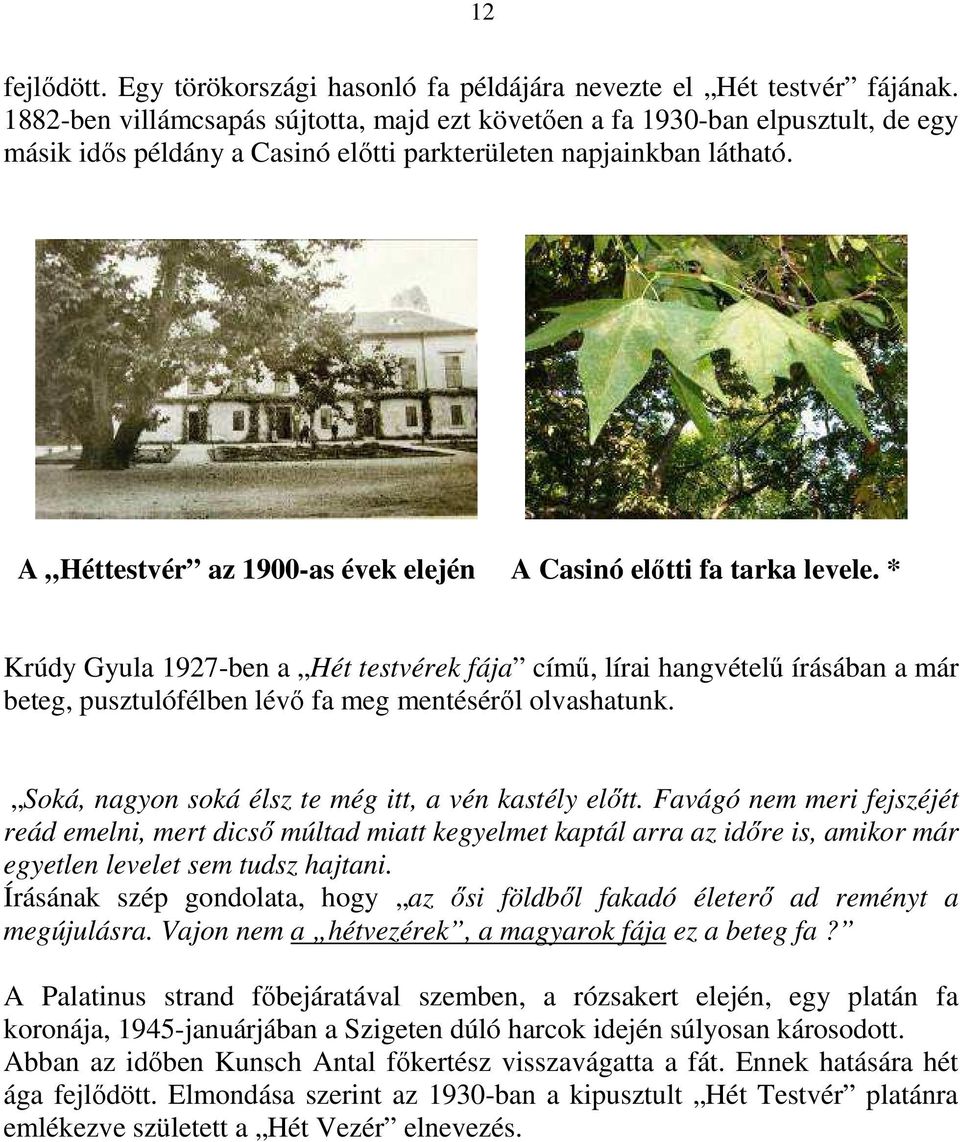 A Héttestvér az 1900-as évek elején A Casinó előtti fa tarka levele.