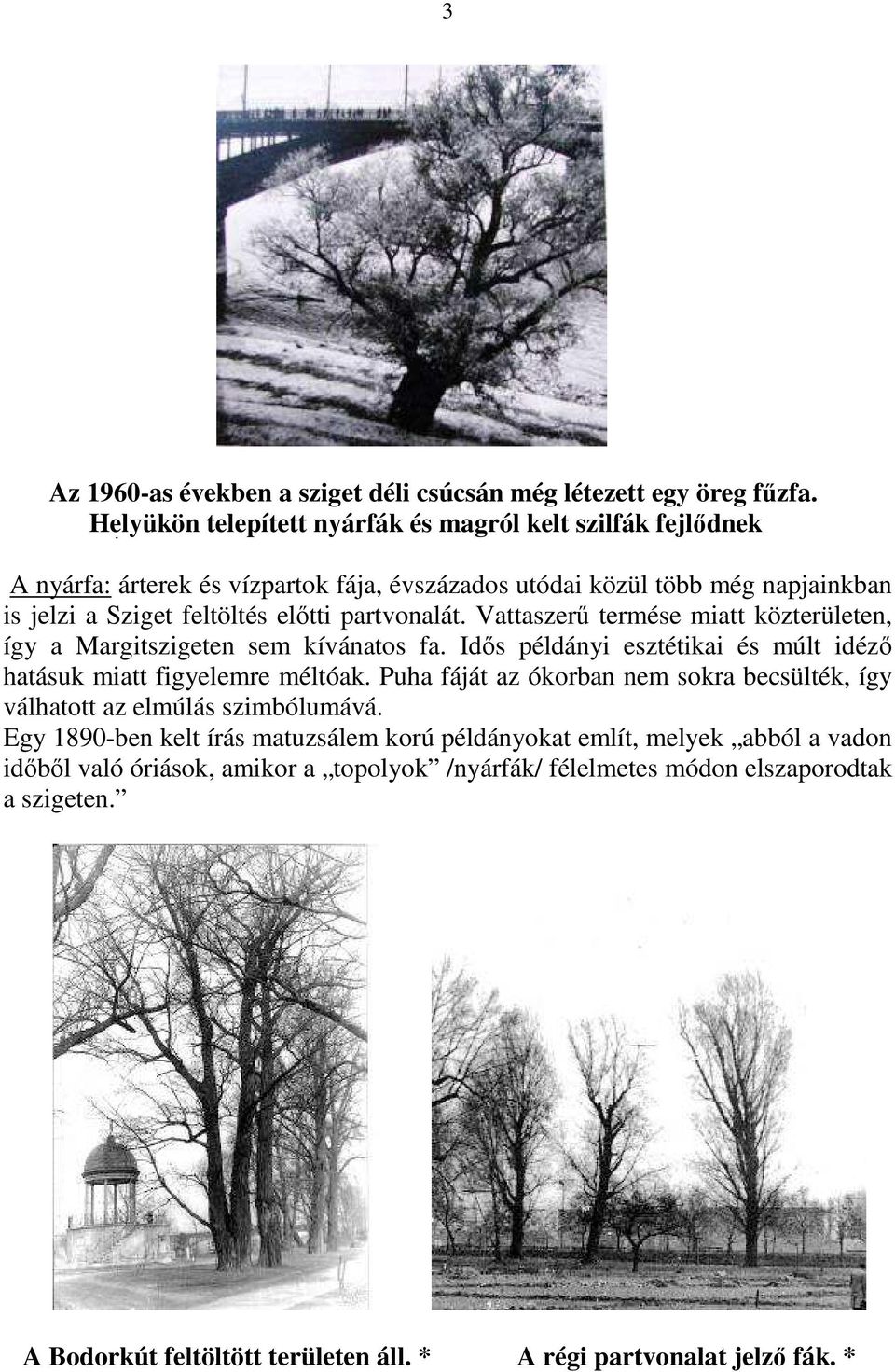 partvonalát. Vattaszerű termése miatt közterületen, így a Margitszigeten sem kívánatos fa. Idős példányi esztétikai és múlt idéző hatásuk miatt figyelemre méltóak.