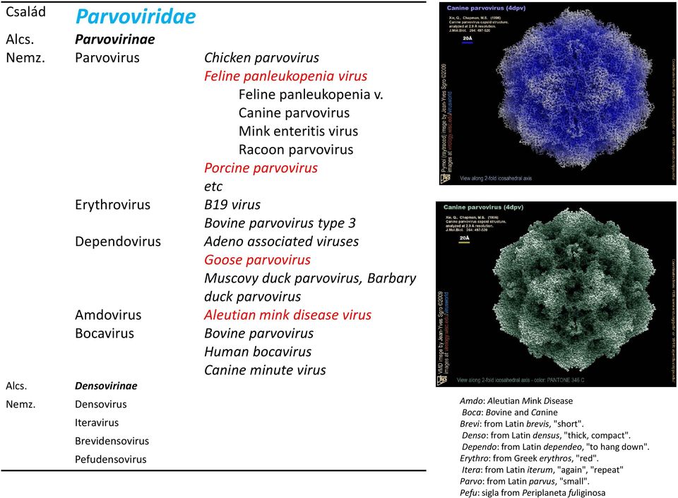 parvovirus, Barbary duck parvovirus Amdovirus Aleutian mink disease virus Bocavirus Bovine parvovirus Human bocavirus Canine minute virus Alcs. Nemz.