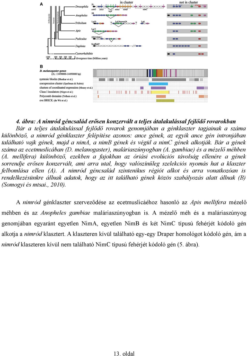 melanogaster), maláriaszúnyogban (A. gambiae) és a mézelő méhben (A.