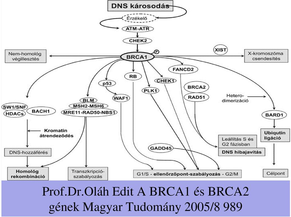 BRCA1 és BRCA2