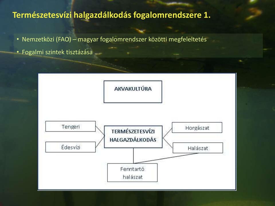 Nemzetközi (FAO) magyar