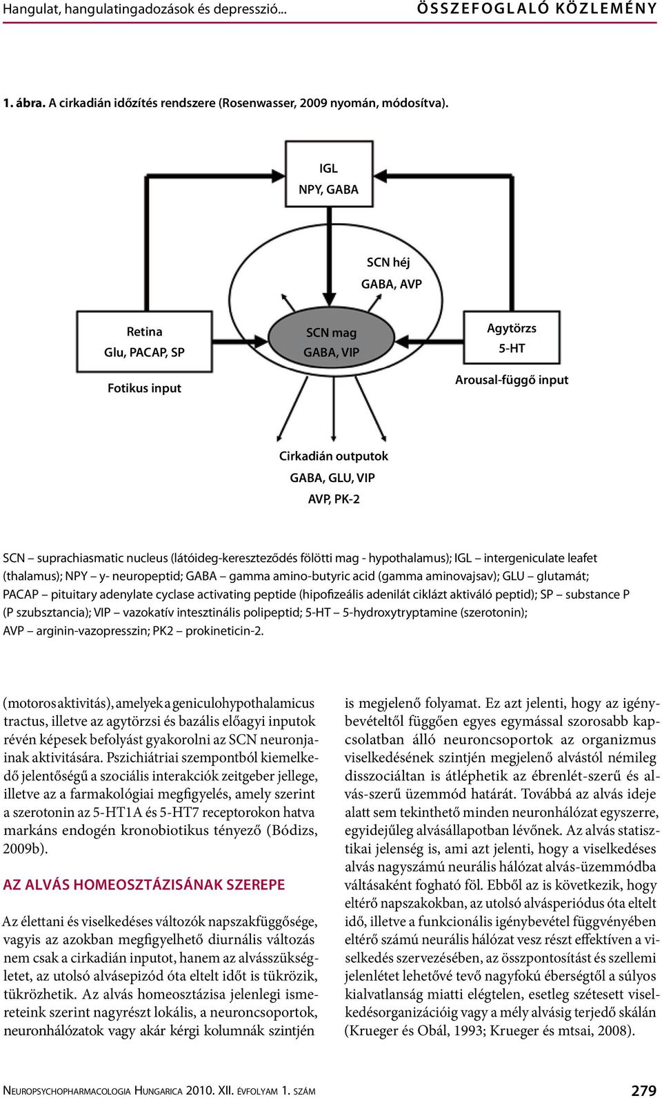 (látóideg-kereszteződés fölötti mag - hypothalamus); IGL intergeniculate leafet (thalamus); NPY y- neuropeptid; GABA gamma amino-butyric acid (gamma aminovajsav); GLU glutamát; PACAP pituitary