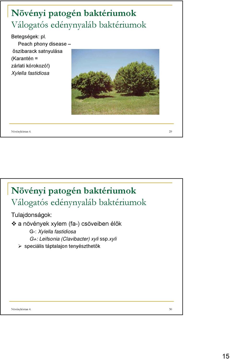 ) Xylella fastidiosa Növénykórtan 4.