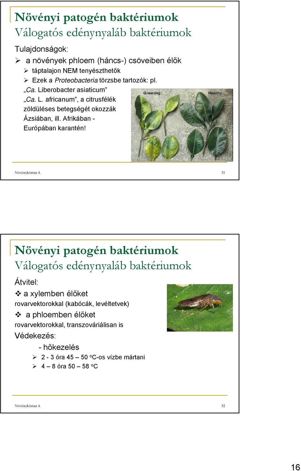 Afrikában - Európában karantén! Növénykórtan 4.