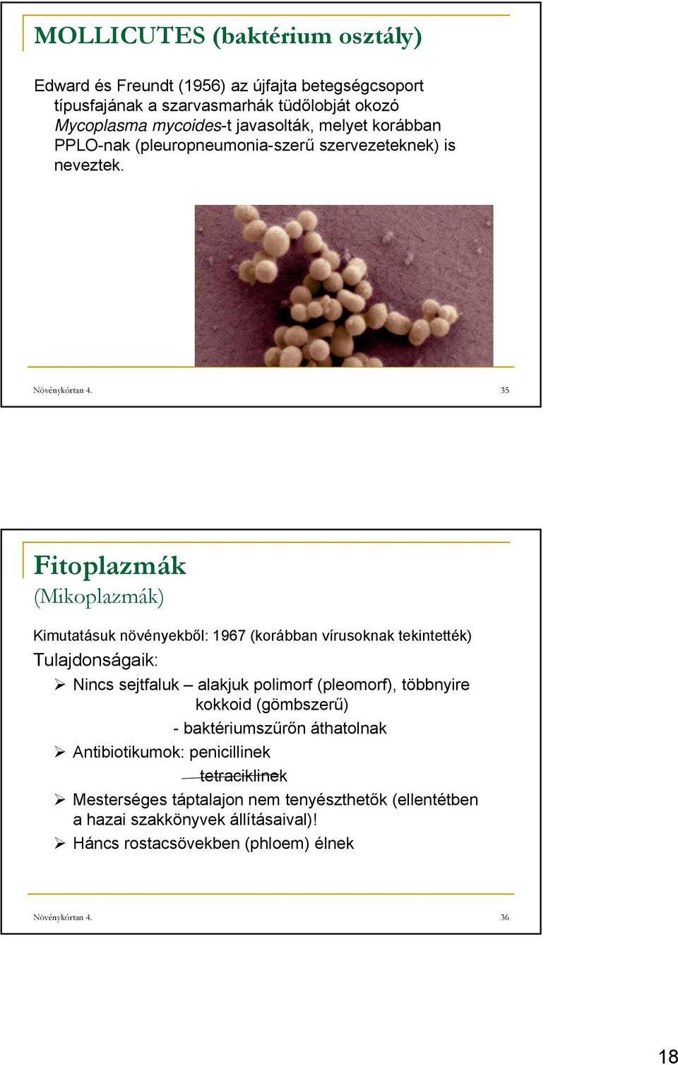 35 Fitoplazmák (Mikoplazmák) Kimutatásuk növényekből: 1967 (korábban vírusoknak tekintették) Tulajdonságaik: Nincs sejtfaluk alakjuk polimorf (pleomorf), többnyire