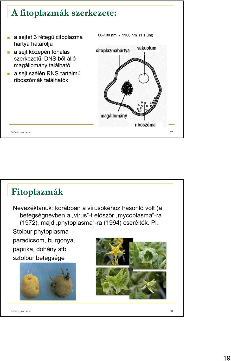 37 Fitoplazmák Nevezéktanuk: korábban a vírusokéhoz hasonló volt (a betegségnévben a virus -t először mycoplasma -ra (1972),