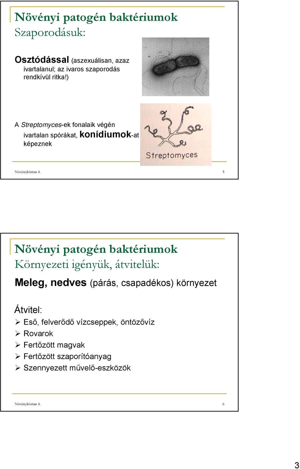 5 Környezeti igényük, átvitelük: Meleg, nedves (párás, csapadékos) környezet Átvitel: Eső, felverődő