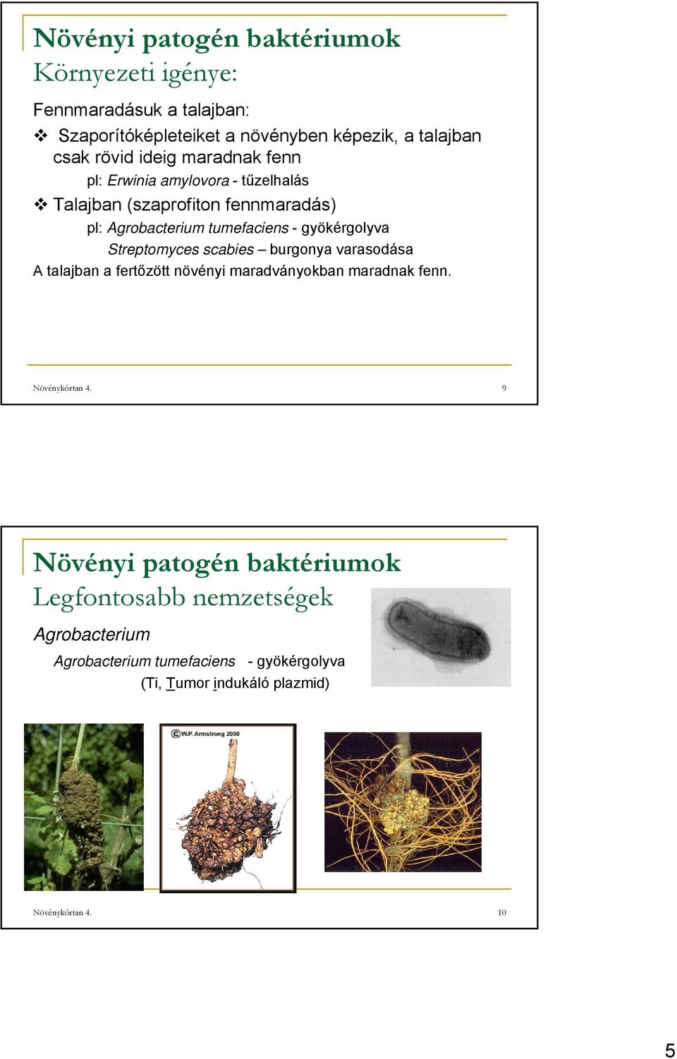 gyökérgolyva Streptomyces scabies burgonya varasodása A talajban a fertőzött növényi maradványokban maradnak fenn.