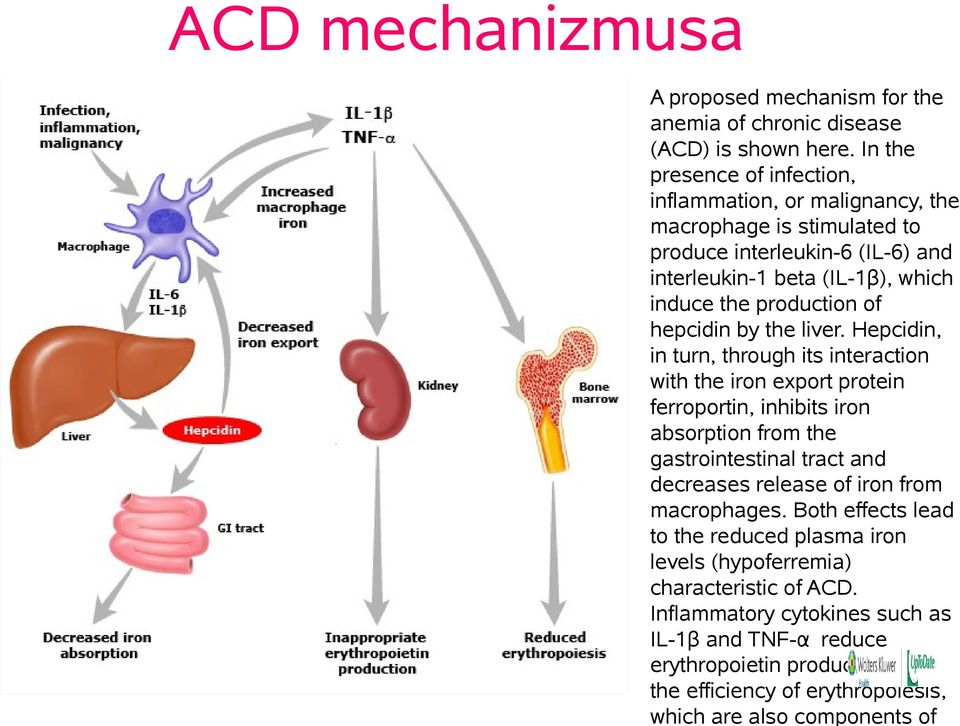 of hepcidin by the liver.