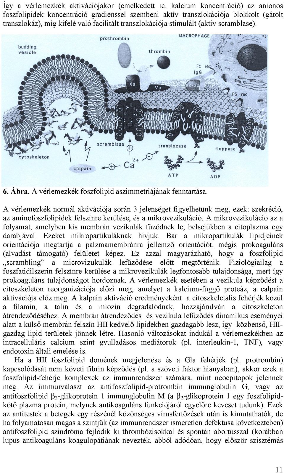 scramblase). 6. Ábra. A vérlemezkék foszfolipid aszimmetriájának fenntartása.