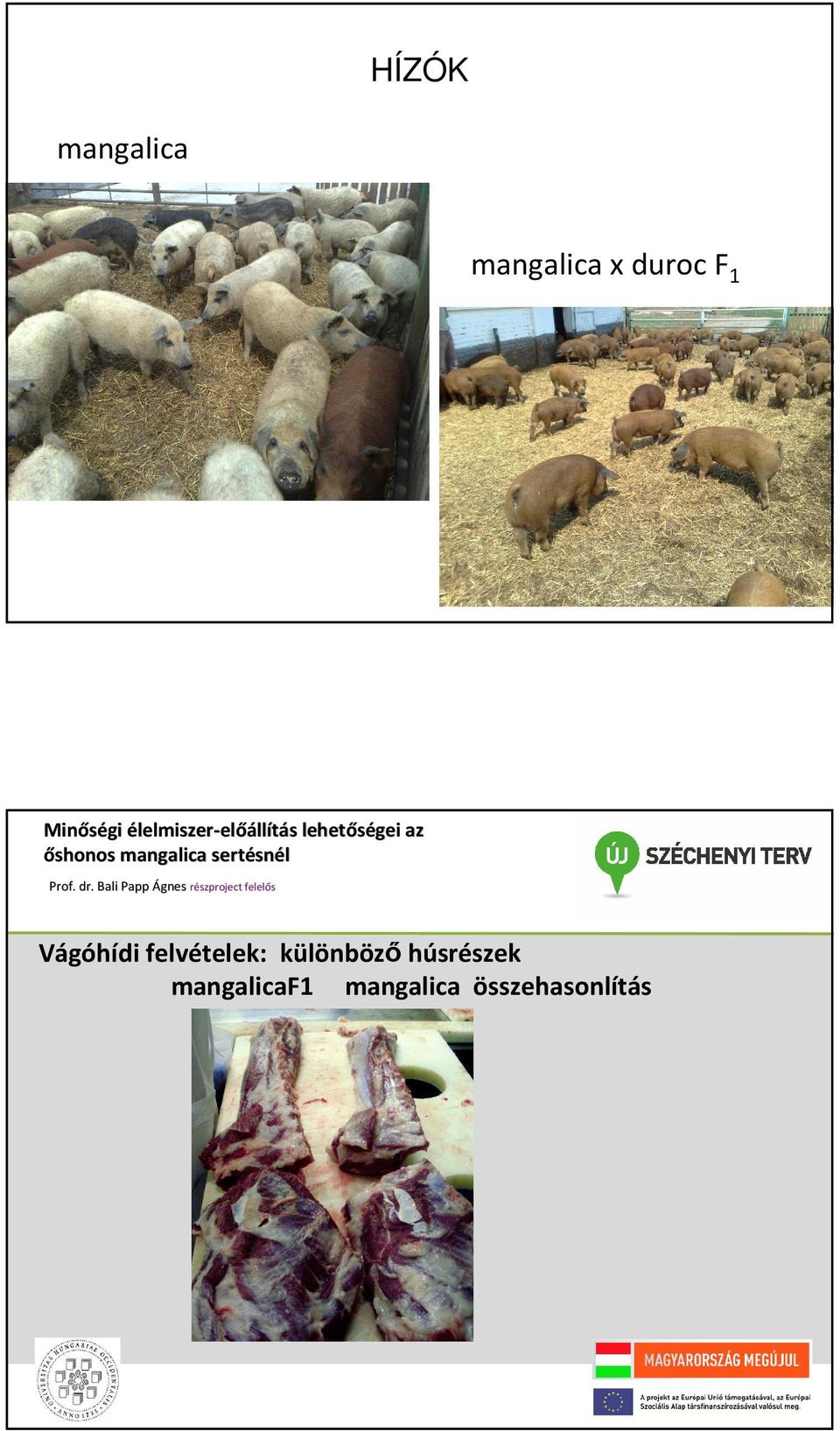 lehetőségei az őshonos mangalica serté sertésné