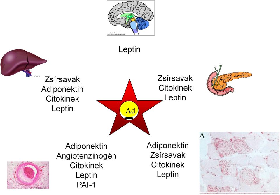 Adiponektin Angiotenzinogén Citokinek