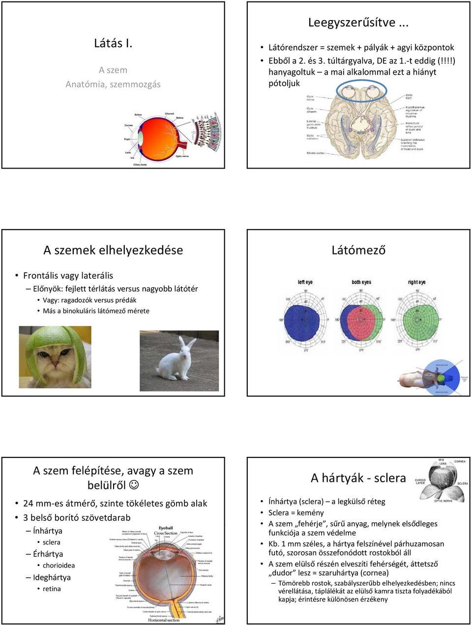 binokuláris látómező mérete A szem felépítése, avagy a szem belülről 24 mm es átmérő, szinte tökéletes gömb alak 3 belső borító szövetdarab Ínhártya sclera Érhártya chorioidea Ideghártya retina A