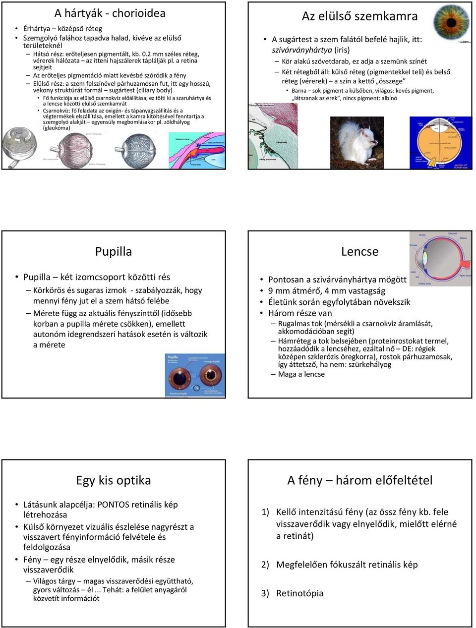 a retina sejtjeit Az erőteljes pigmentáció miatt kevésbé szóródik a fény Elülső rész: a szem felszínével párhuzamosan fut, itt egy hosszú, vékony struktúrát formál sugártest (ciliary body) Fő