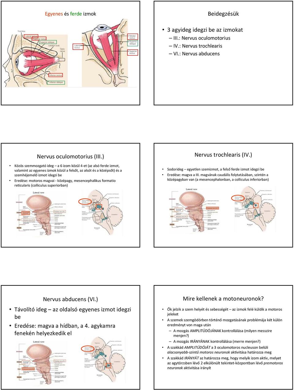 középagy, mesencephalikus formatio reticularis (colliculus superiorban) Nervus trochlearis (IV.) Sodorideg egyetlen szemizmot, a felső ferde izmot idegzi be Eredése: magva a III.