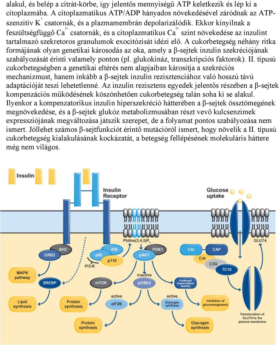 Ekkor kinyílnak a feszültségfüggő Ca 2+ csatornák, és a citoplazmatikus Ca 2+ szint növekedése az inzulint tartalmazó szekretoros granulumok exocitózisát idézi elő.