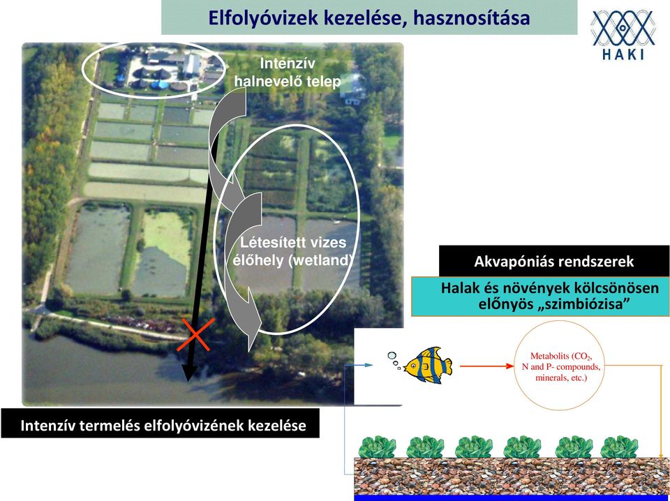 kölcsönösen előnyös szimbiózisa Metabolits (CO 2, N and P- compounds,