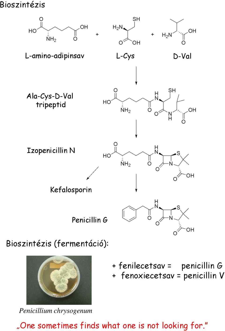 (fermentáció): + fenilecetsav = penicillin G + fenoxiecetsav =