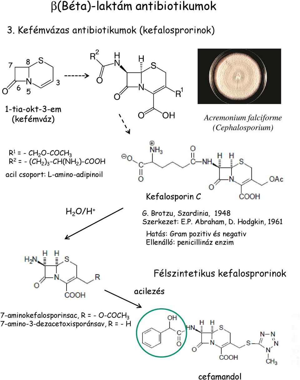 2 O-COCH 3 R 2 = - (CH 2 ) 3 -CH(NH 2 )-COOH acil csoport: L-amino-adipinoil Kefalosporin C H 2 O/H + G.