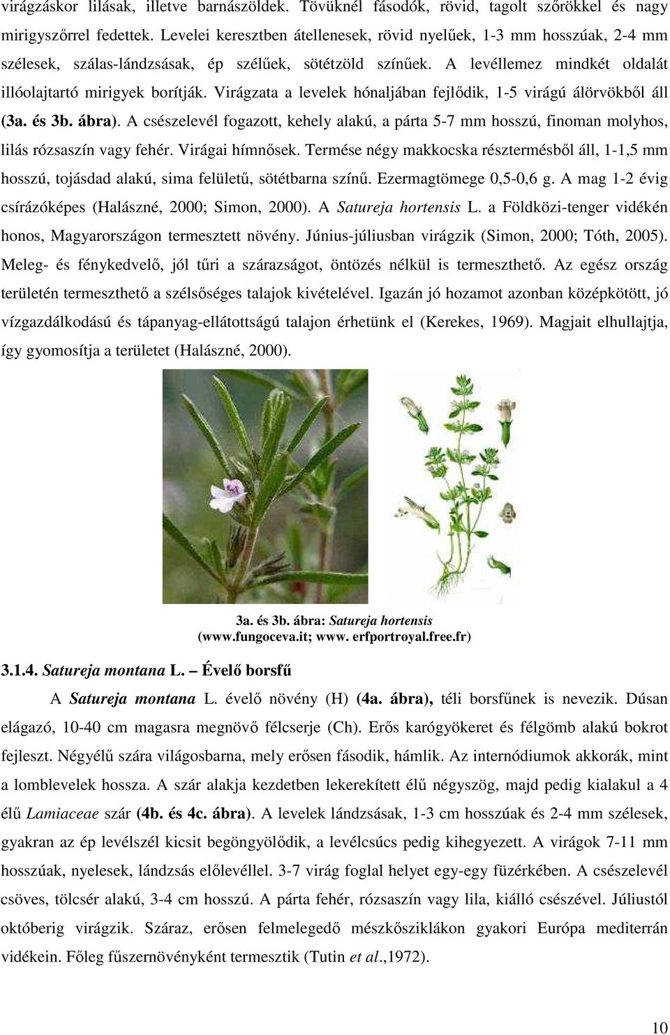 Virágzata a levelek hónaljában fejlődik, 1-5 virágú álörvökből áll (3a. és 3b. ábra). A csészelevél fogazott, kehely alakú, a párta 5-7 mm hosszú, finoman molyhos, lilás rózsaszín vagy fehér.