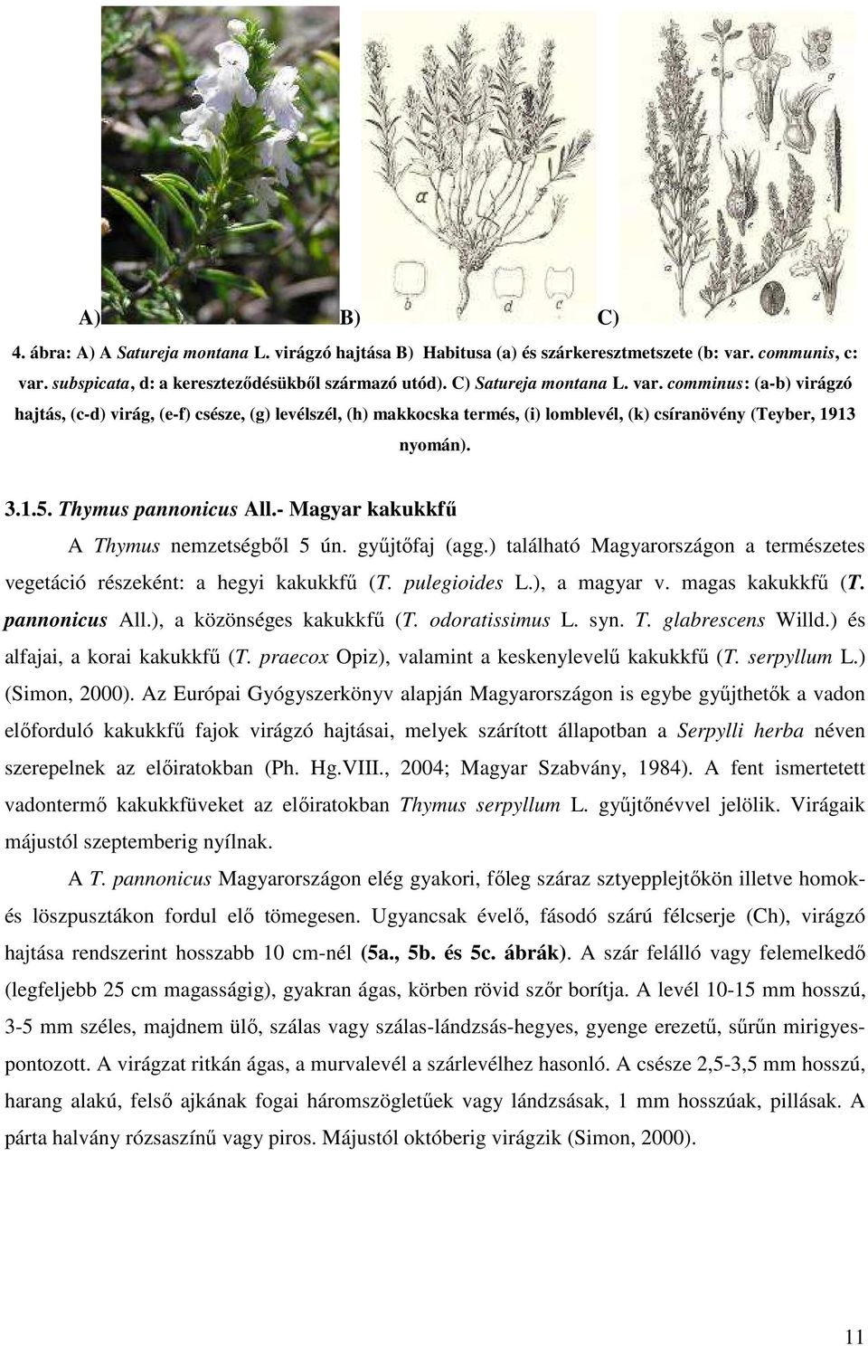 - Magyar kakukkfű A Thymus nemzetségből 5 ún. gyűjtőfaj (agg.) található Magyarországon a természetes vegetáció részeként: a hegyi kakukkfű (T. pulegioides L.), a magyar v. magas kakukkfű (T.