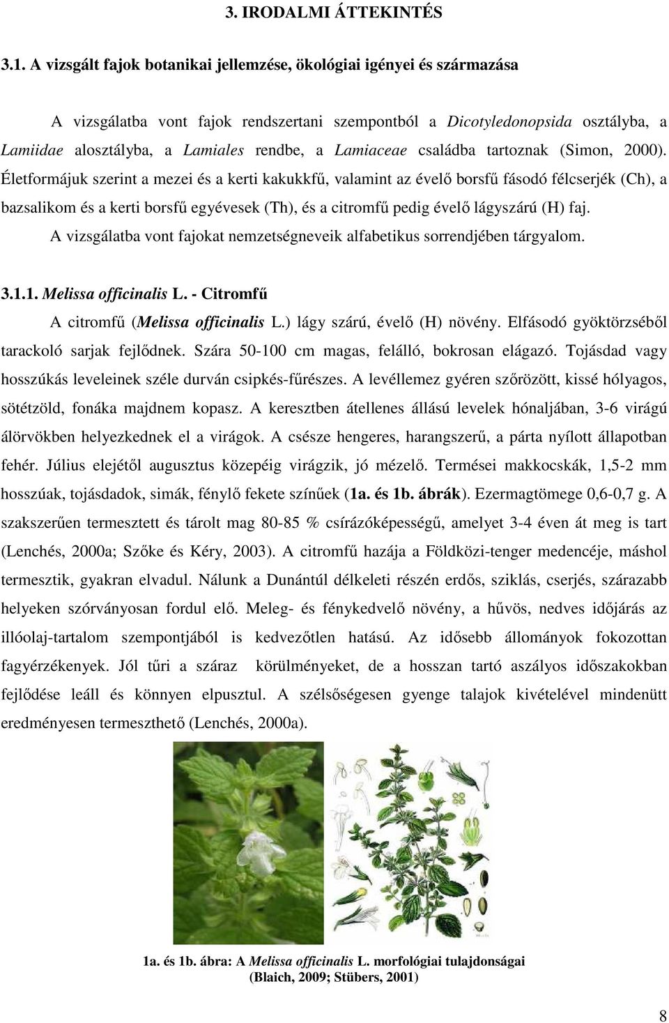 Lamiaceae családba tartoznak (Simon, 2000).