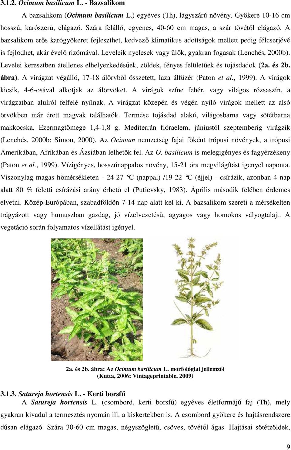 Leveleik nyelesek vagy ülők, gyakran fogasak (Lenchés, 2000b). Levelei keresztben átellenes elhelyezkedésűek, zöldek, fényes felületűek és tojásdadok (2a. és 2b. ábra).