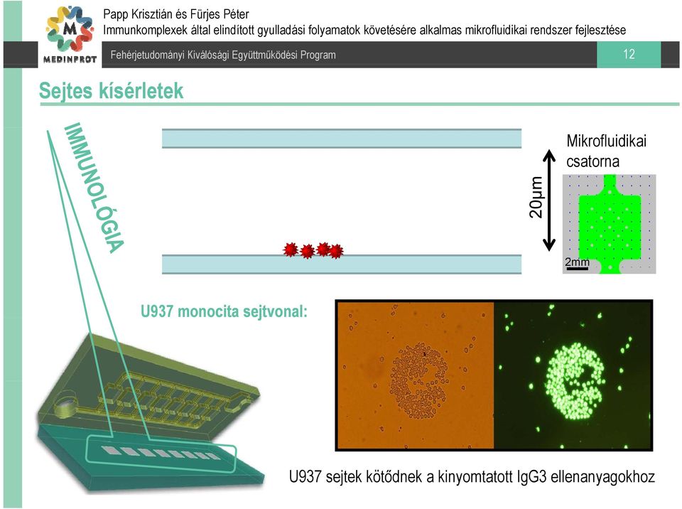 U937 monocita sejtvonal: U937