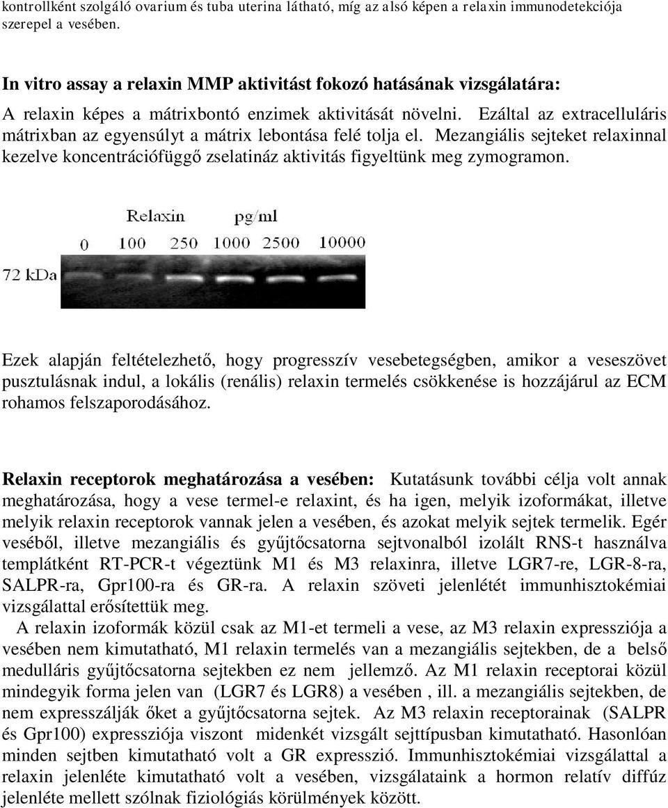 Ezáltal az extracelluláris mátrixban az egyensúlyt a mátrix lebontása felé tolja el. Mezangiális sejteket relaxinnal kezelve koncentrációfüggő zselatináz aktivitás figyeltünk meg zymogramon.