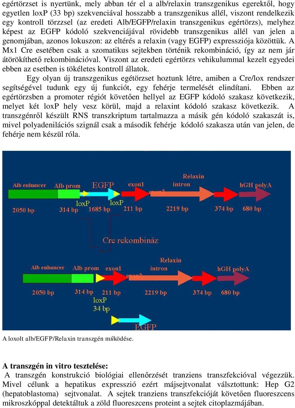 EGFP) expressziója közöttük. A Mx1 Cre esetében csak a szomatikus sejtekben történik rekombináció, így az nem jár átörökíthető rekombinációval.