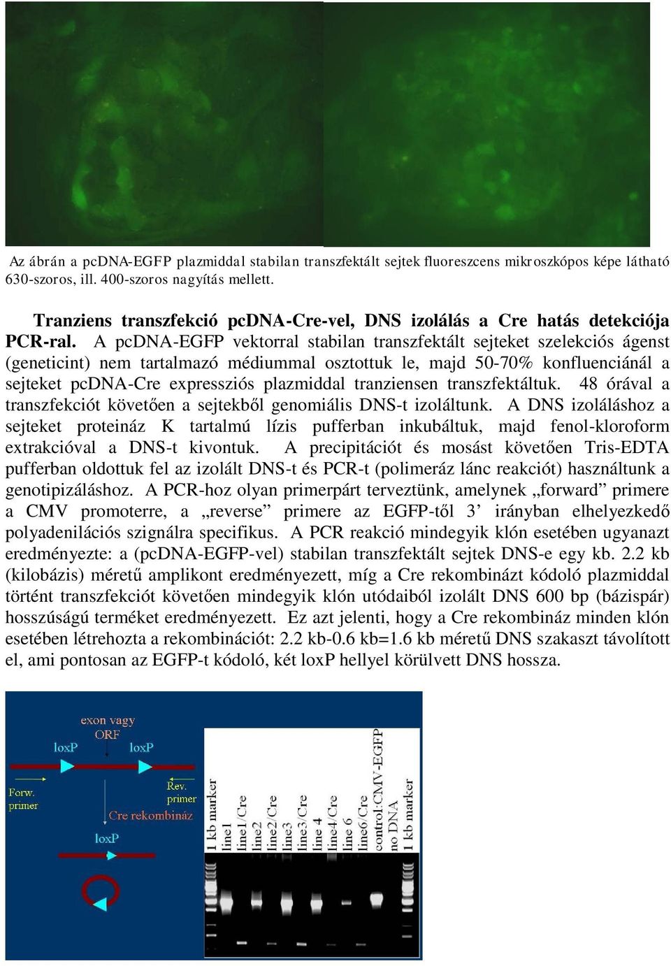 A pcdna-egfp vektorral stabilan transzfektált sejteket szelekciós ágenst (geneticint) nem tartalmazó médiummal osztottuk le, majd 50-70% konfluenciánál a sejteket pcdna-cre expressziós plazmiddal