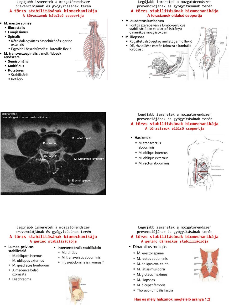 quadratus lumborum Fontos szerepe van a lumbo pelvicus stabilizációban és a laterális irányú dinamikus mozgásokban M.