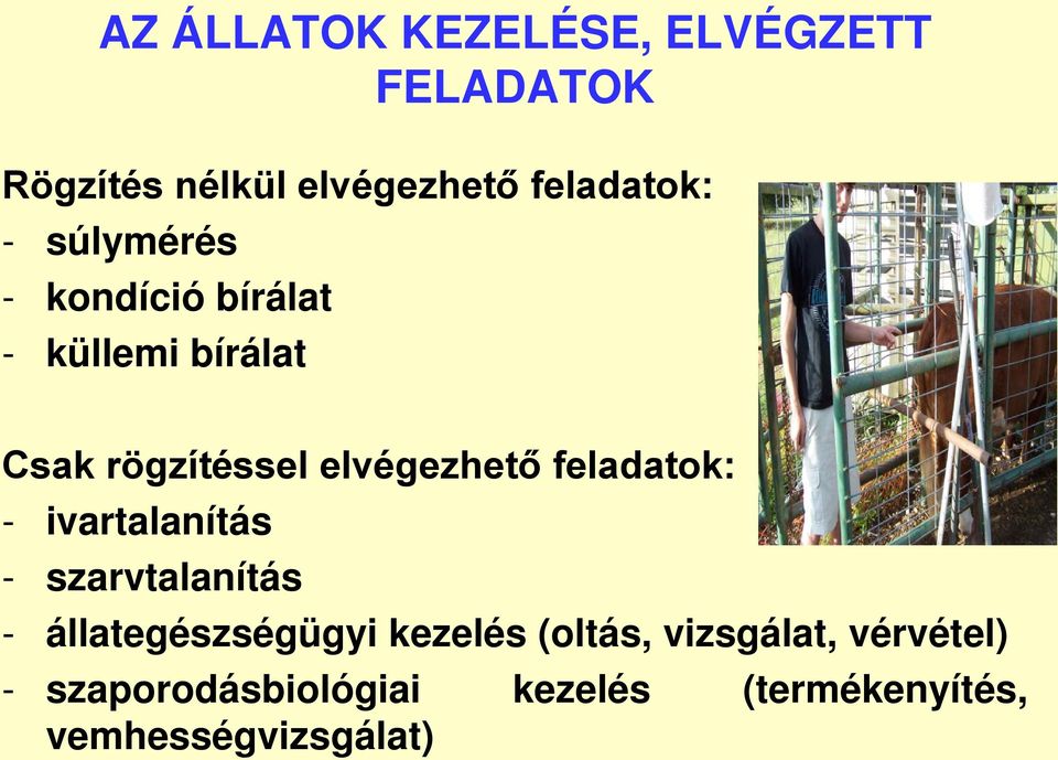 feladatok: - ivartalanítás - szarvtalanítás - állategészségügyi kezelés (oltás,