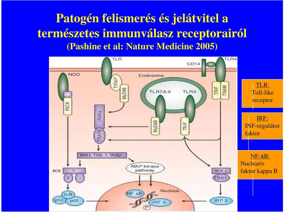 Nature Medicine 2005) TLR: Tolllike receptor