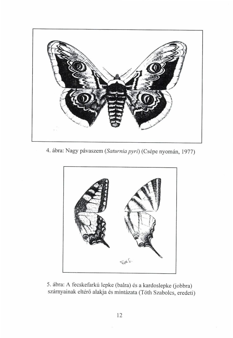 ábra: A fecskefarkú lepke (balra) és a
