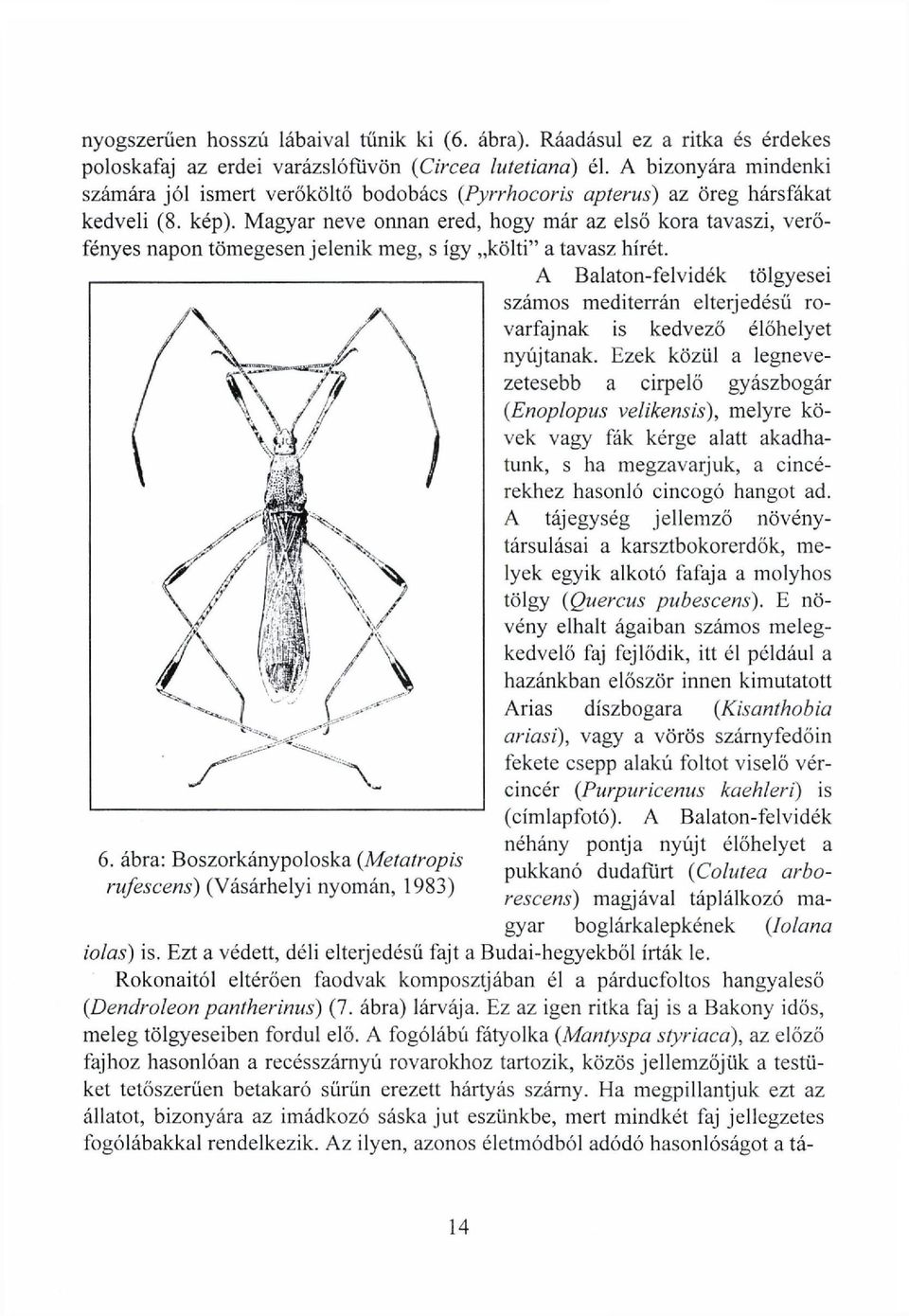 Magyar neve onnan ered, hogy már az első kora tavaszi, verőfényes napon tömegesen jelenik meg, s így költi" a tavasz hírét. 6.