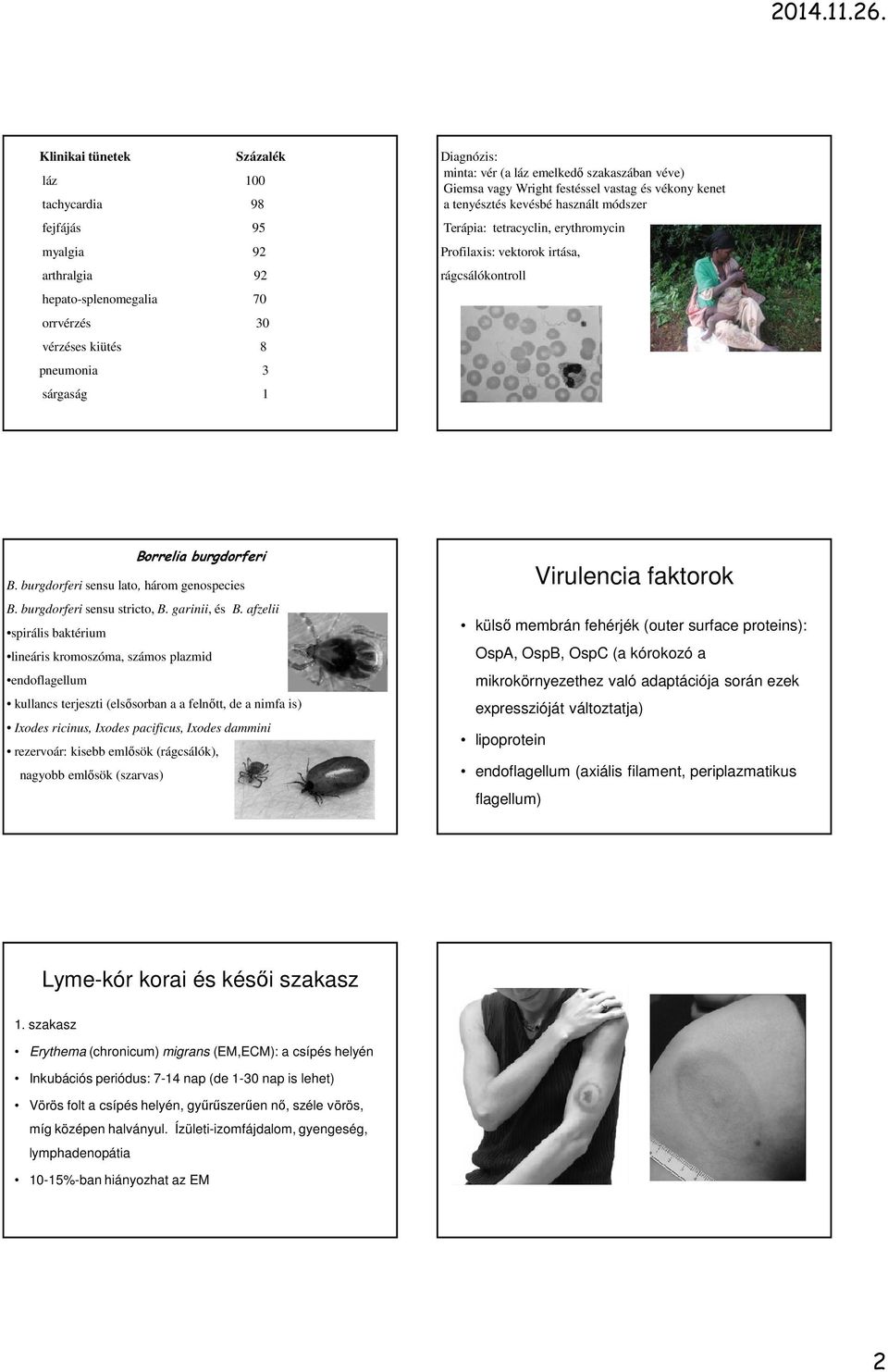 Borrelia burgdorferi B. burgdorferi sensu lato, három genospecies B. burgdorferi sensu stricto, B. garinii, és B.